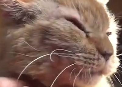 Видео: петербурженка пытается спасти кота с диабетом и ищет ему новых хозяев