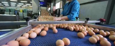 В Минсельхозе ожидают, что производство мяса птицы и яиц восстановится к маю