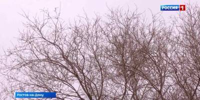 В ближайшие сутки в Ростовской области прогнозируют усиление ветра