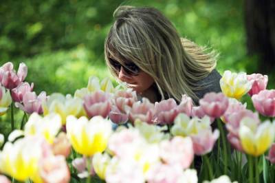 К майским праздникам в Петербурге высадят полмиллиона тюльпанов