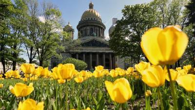 К майским праздникам Петербург украсят полмиллиона цветов