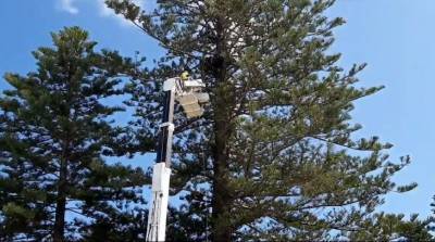 Диван оказался на верхушке дерева в Австралии. Как он туда попал? (Видео)