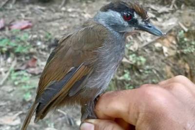 Считавшаяся вымершей птица найдена впервые за 170 лет