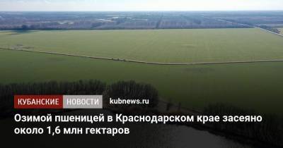 Озимой пшеницей в Краснодарском крае засеяно около 1,6 млн гектаров