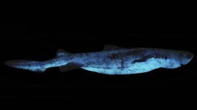 Обнаружена самая крупная светящаяся акула