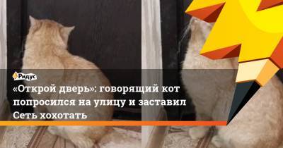 «Открой дверь»: говорящий кот попросился на улицу и заставил Сеть хохотать