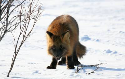Две сибирские лисицы пытались поймать дрон петербургских участников «Байкальской мили»