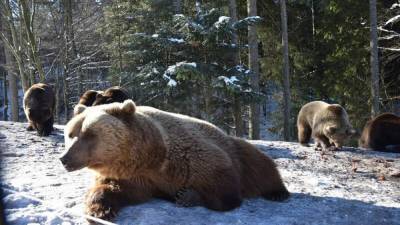 Окончательно весна: в парке Синевир проснулись медведи