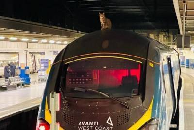 Наглый кот на два часа задержал скоростной поезд в Лондоне