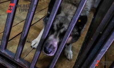 Свердловская прокуратура закрыла приют для животных в гараже