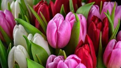 Жителям Тверской области перед 8 Марта напомнили, как выбирать живые цветы