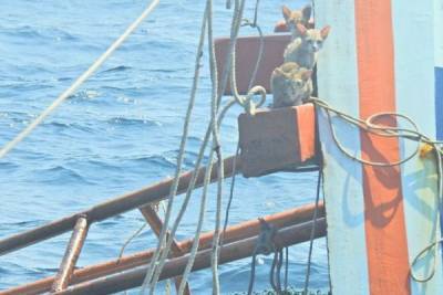 Моряки ВМС Таиланда спасли четырёх котов, оказавшихся в ловушке в Андаманском море