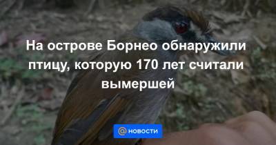На острове Борнео обнаружили птицу, которую 170 лет считали вымершей