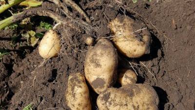 100-тонная Княгиня: украинский сорт картофеля показывает рекордную урожайность