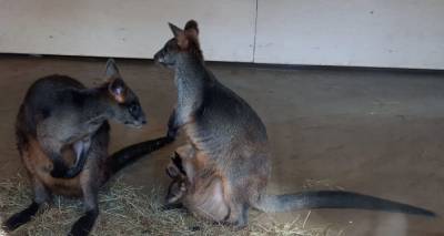 Посетитель Рижского зоопарка пожаловался в полицию из-за спящего кенгуру