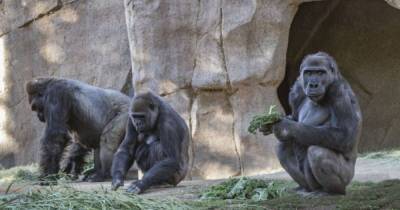 Гориллы в зоопарке Сан-Диего стали первыми приматами, получившими вакцину от COVID-19