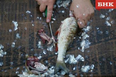 В Усть-Цилемском районе браконьеры наловили рыбы в заказнике на 100 тысяч рублей