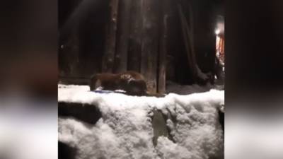 Видео из Сети. Ночь в зоопарке: Московский зоосад показал тайную жизнь животных