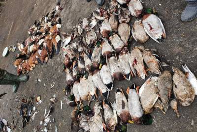 В "Аскании-Новой" погибли сотни редких птиц