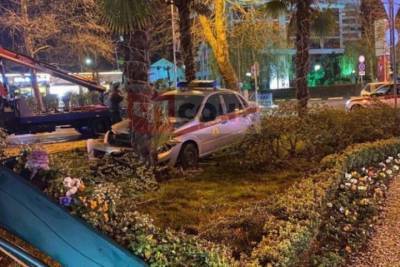 В Сочи в ДТП с автомобилем Росгвардии пострадала пальма