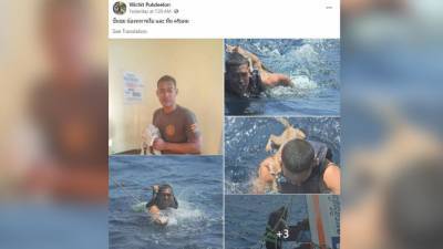 Тайский моряк спас нескольких котов с горящего судна