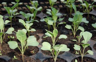 Как позаботится о рассаде капусты: 3 важных правила