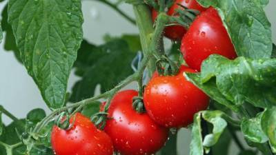Предприятия АПК РФ в январе-феврале увеличили производство овощей в теплицах на 29%