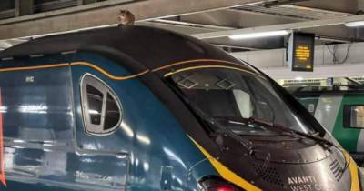 В Лондоне кошка задержала отправление скоростного поезда на два часа