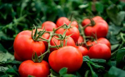 Россельхознадзор снял часть ограничений на ввоз помидоров из Узбекистана