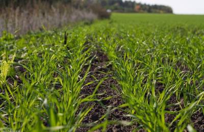 Гидрометцентр назвал области, в которых озимой пшеницы погибло больше всего