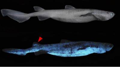 Светятся в темноте: возле Новой Зеландии нашли удивительных акул