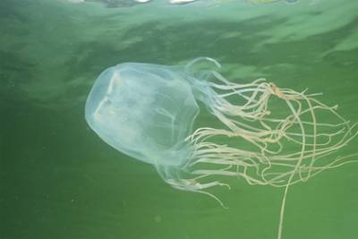 Подросток пошел плавать в океан и умер от укуса медузы