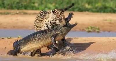 Более 17 миллионов просмотров: ягуар за две секунды разделался с крокодилом - ru.armeniasputnik.am