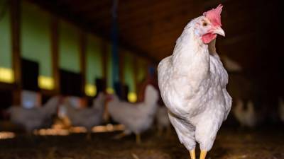 Россельхознадзор запретил поставки птицы и яиц из регионов Италии и Швеции