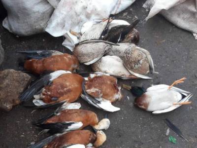 Птицы в "Аскания-Нова" погибли от яда против грызунов – Госпотребслужба