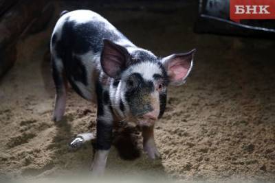 В Коми год нельзя будет заниматься домашним свиноводством