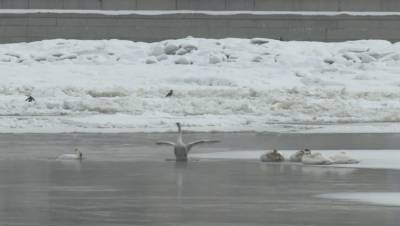 В центре Петербурга впервые за четверть века заметили стаю лебедей