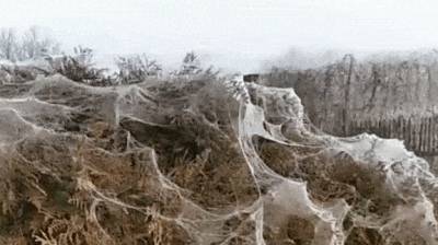 "Апокалипсис! Просто какой-то кошмар!" В Анапе из-за нашествия пауков дома и деревья покрылись белой пеленой — видео - reendex.ru - Анапа - Краснодар