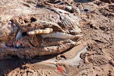 На берегу моря нашли тушу загадочного существа длиной семь метров