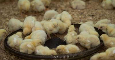 В Национальном союзе птицеводов спрогнозировали изменение цен на яйца и мясо в России
