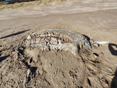 На берегу в Уэльсе обнаружили 7-метровую тушу неизвестного существа