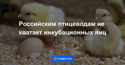 Российским птицеводам не хватает инкубационных яиц