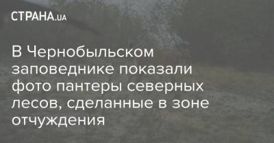 В Чернобыльском заповеднике показали фото пантеры северных лесов, сделанные в зоне отчуждения - strana.ua