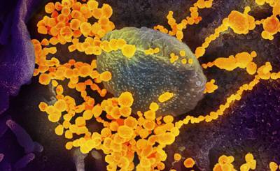 The Atlantic (США): совсем скоро повторные заражения коронавирусом станут обычным делом