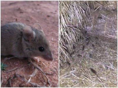 В Австралии – крупнейшее нашествие мышей
