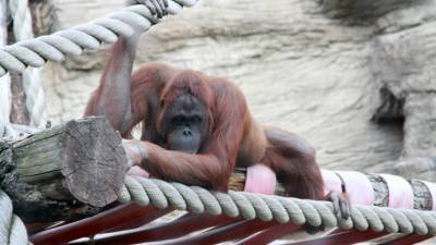 На обезьянах из американского зоопарка протестировали вакцину от COVID-19 для животных