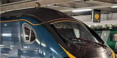 В Лондоне задержали на 2,5 часа отправление поезда из-за кота на крыше