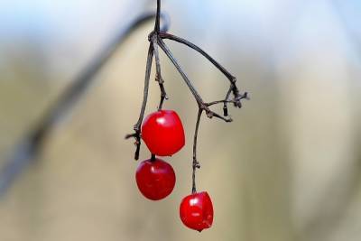 Томский питомник поставит замороженные ягоды в сибирские регионы