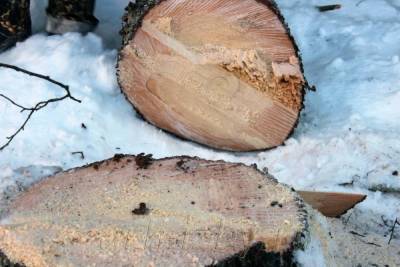 В марте в Костроме начнут вырубать старые деревья