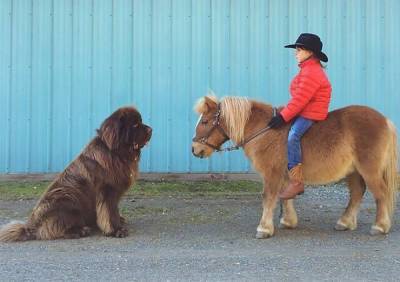 10 собак, не понимающих насколько они большие: советы для владельцев четвероногих гигантов